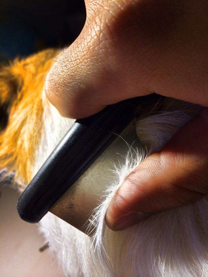 La toelettatura del Jack Russell Terrier a pelo ruvido. 15092310