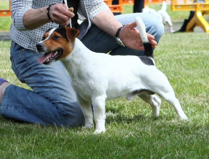 La toelettatura del Jack Russell Terrier a pelo liscio. 62859_10
