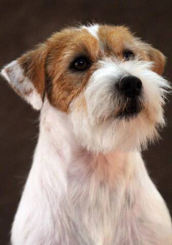Stripping jack russel sales