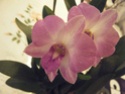 Dendrobium phalaenopsis - Page 2 2014_029