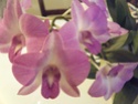 Dendrobium phalaenopsis - Page 2 2014_032