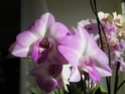 Dendrobium phalaenopsis - Page 2 2014_033