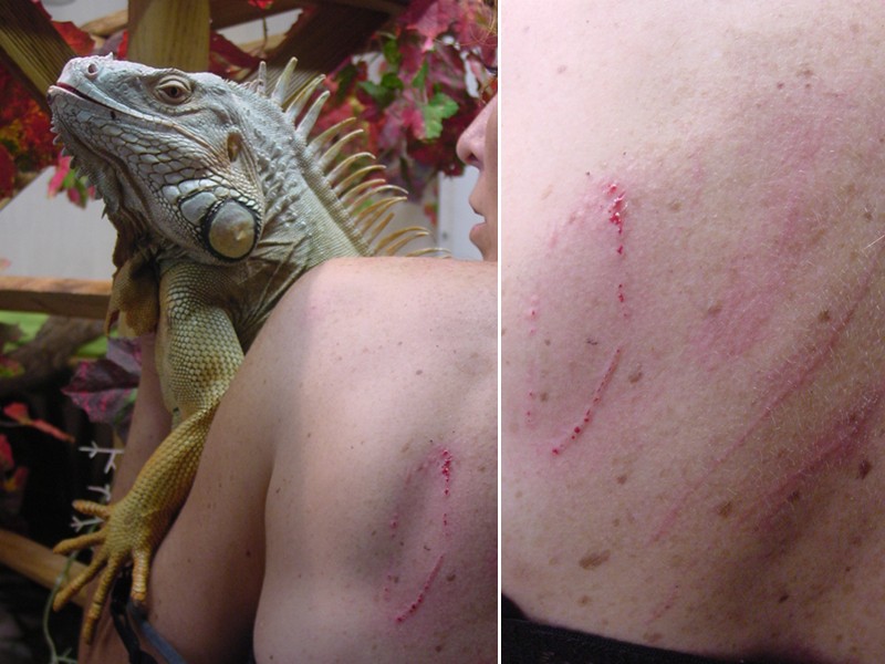 Danger iguana ( ATTENTION ! certaines photos peuvent choquer) Croque10