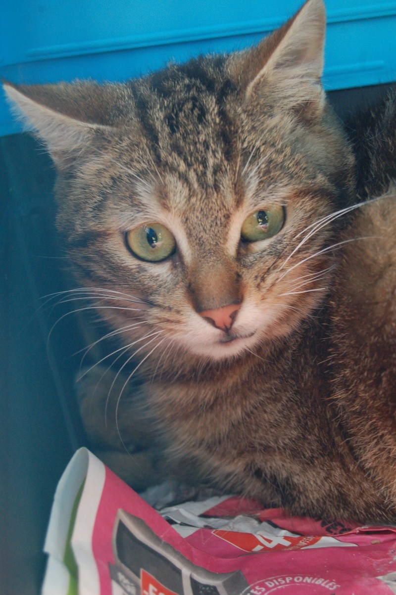 Nos chats de 2014 Dsc_9510