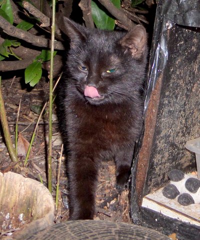 Nos chats de 2014 Shadow10