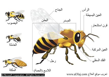 فوائد سم النحل Bee-pr10