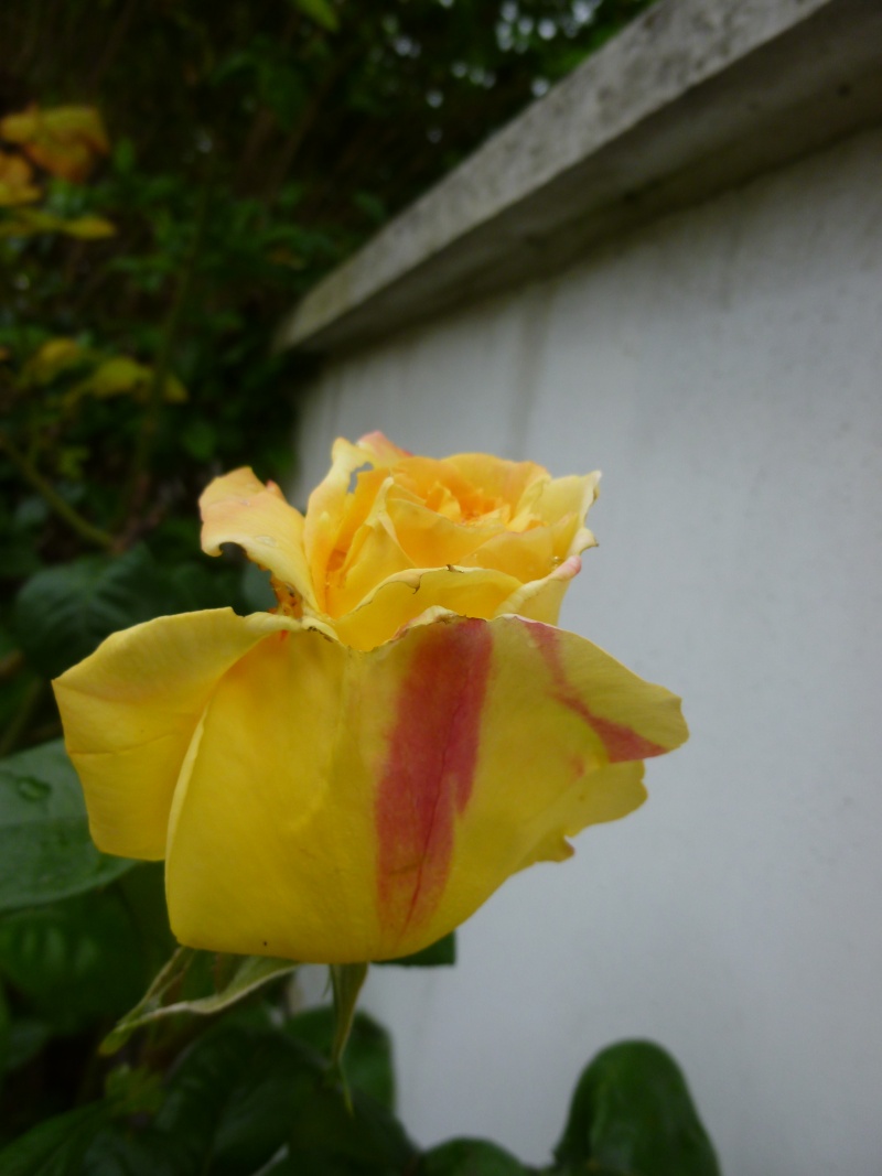 Les rosiers fleurissent  : 2014  - Page 2 P1030028
