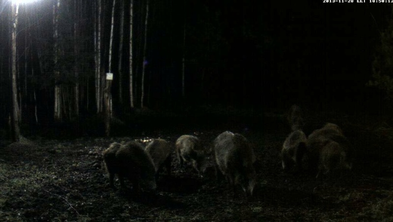 Boars Cam, Winter 2013 - 2014 2013-122