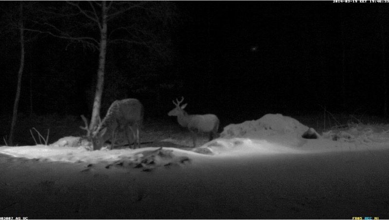 Red Deer Cam (Saarema Island)  - Page 7 2014-111