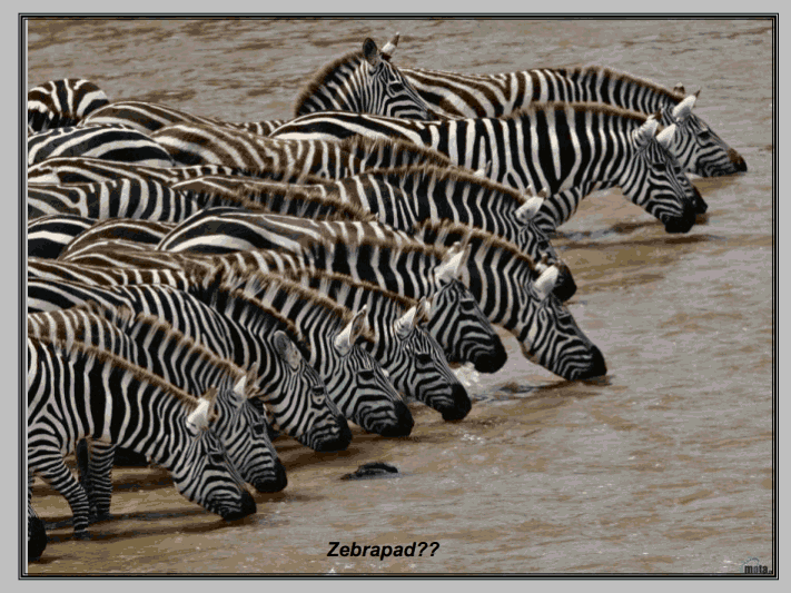 Les animaux du monde (photos)         (Ninnenne) Viewe141