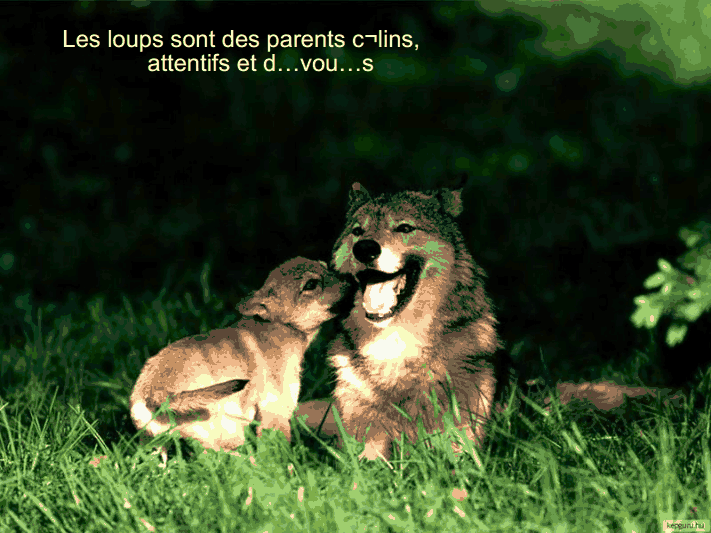 Les loups           (Ninnenne) Viewer15