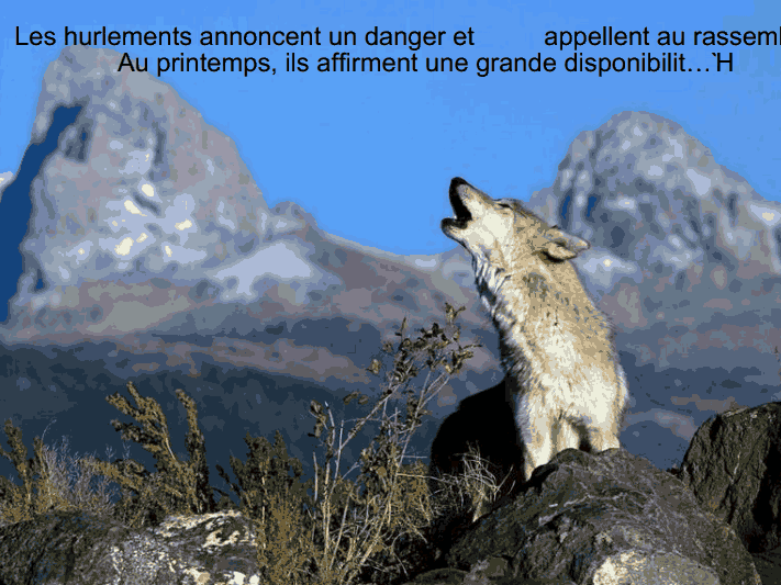 Les loups           (Ninnenne) Viewer22