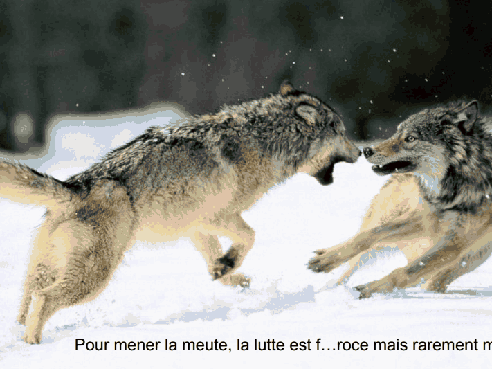 Les loups           (Ninnenne) Viewer45