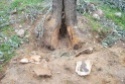 dendrochirurgia Dsc_2414