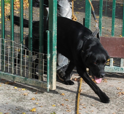 SINGLE - x labrador 6 ans - Sos Animaux à Moineville (54) 0252_110