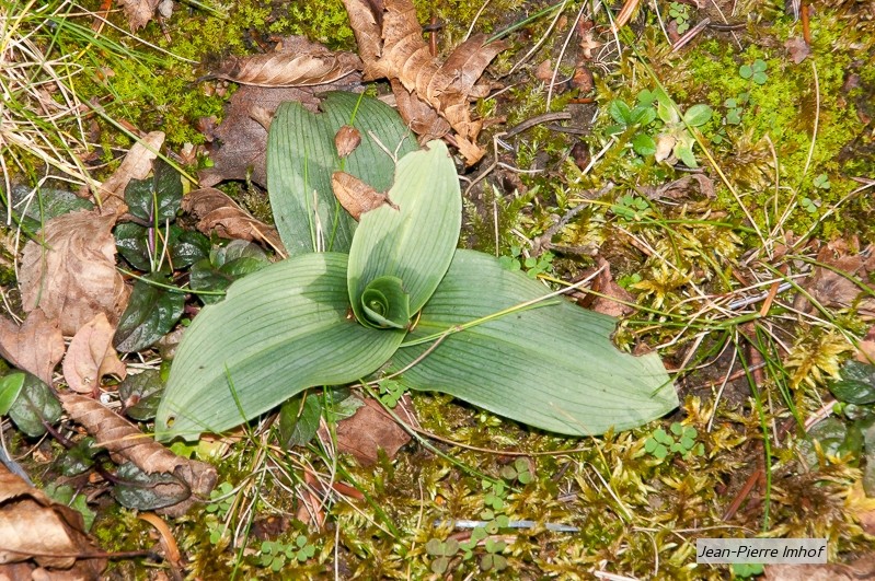 Rosette morio, ophrys elatior, ophrys apifera Ddf_9612