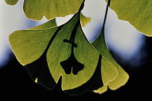 LES FEUILLES DE GINKGO 220px-17