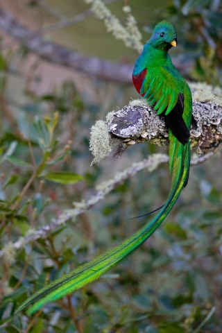 LES OISEAUX Quetza10