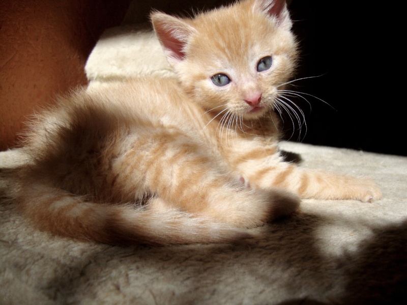 jamaïque chaton femelle ( je crois )née le 23 mars ( réservée par tazz62) Chat_366