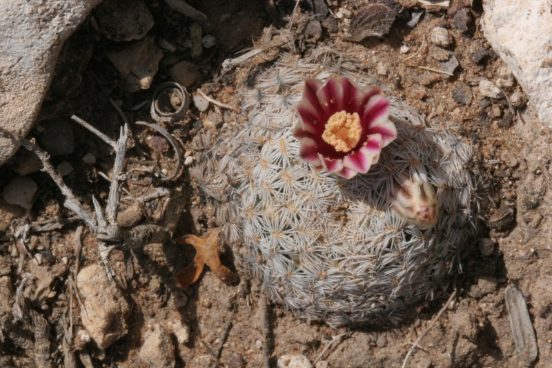 Mammillaria hermosana Img_7610