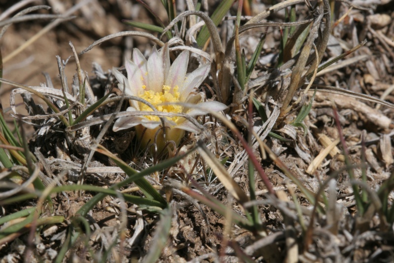 Mammillaria weingartiana Img_8810