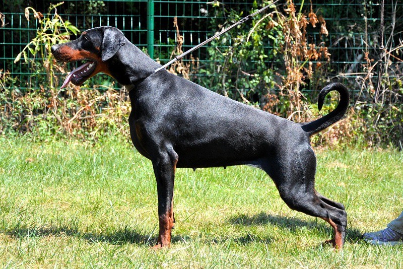 Pour vous habituer l'oeil : Dobermann naturels Fastnf10