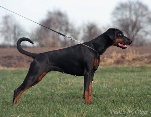 Pour vous habituer l'oeil : Dobermann naturels Irina310