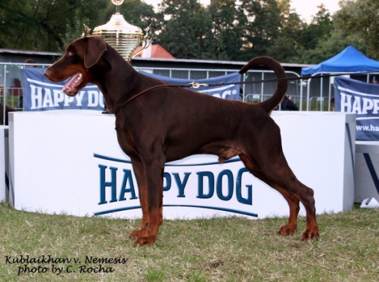 Pour vous habituer l'oeil : Dobermann naturels K110