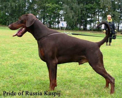 Pour vous habituer l'oeil : Dobermann naturels Kaspij10