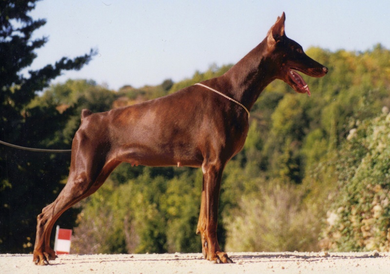 Bolcanstern Dobermann, ou l'histoire d'une passion... Naache11