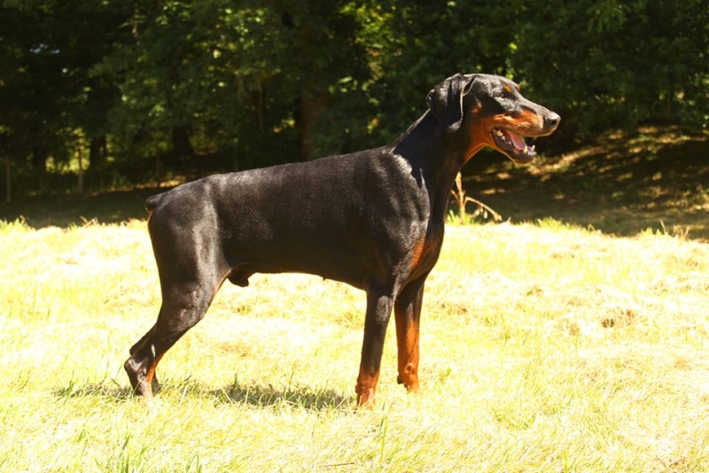 Bolcanstern Dobermann, ou l'histoire d'une passion... - Page 2 Zino9510