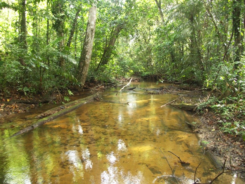 Biotopes de Guyane 18-10-12