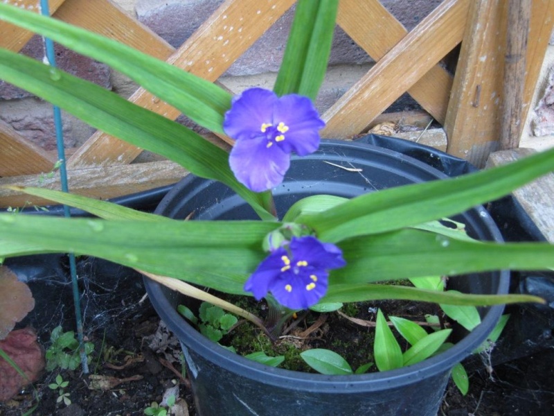 fleur bleu  00333