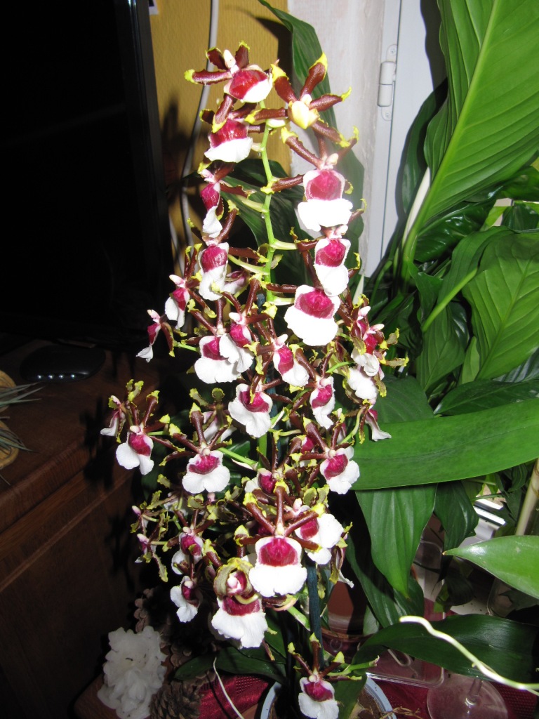 Orchidée Odontonia Samurai  00923
