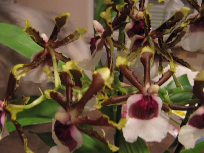 Orchidée Odontonia Samurai  03110