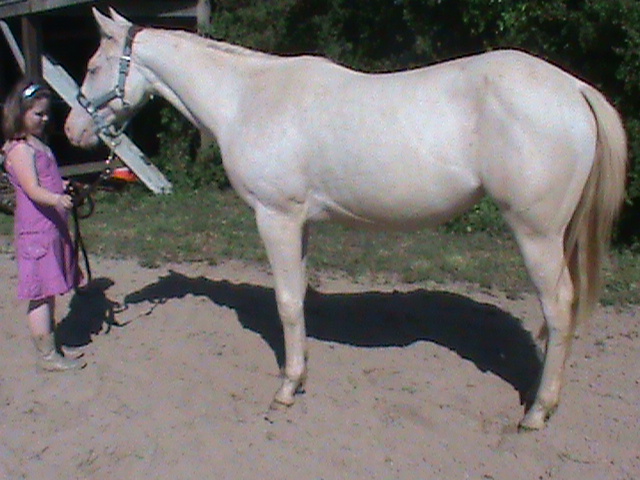 A réserver poulain palomino tobiano Dsc00310