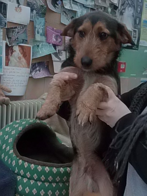 bambou croisé Jagdterrier/teckel ? male 2 ans, dpt 62 08710