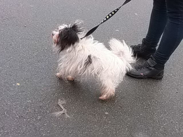 MICMAC griffon noir/blanc male  5 ans, dpt 62 10911