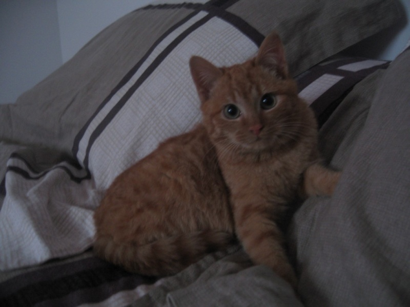 Jimmy,chaton mâle né en novembre 2013  10_fav10