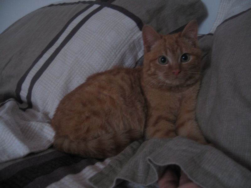 Jimmy,chaton mâle né en novembre 2013  10_fav11