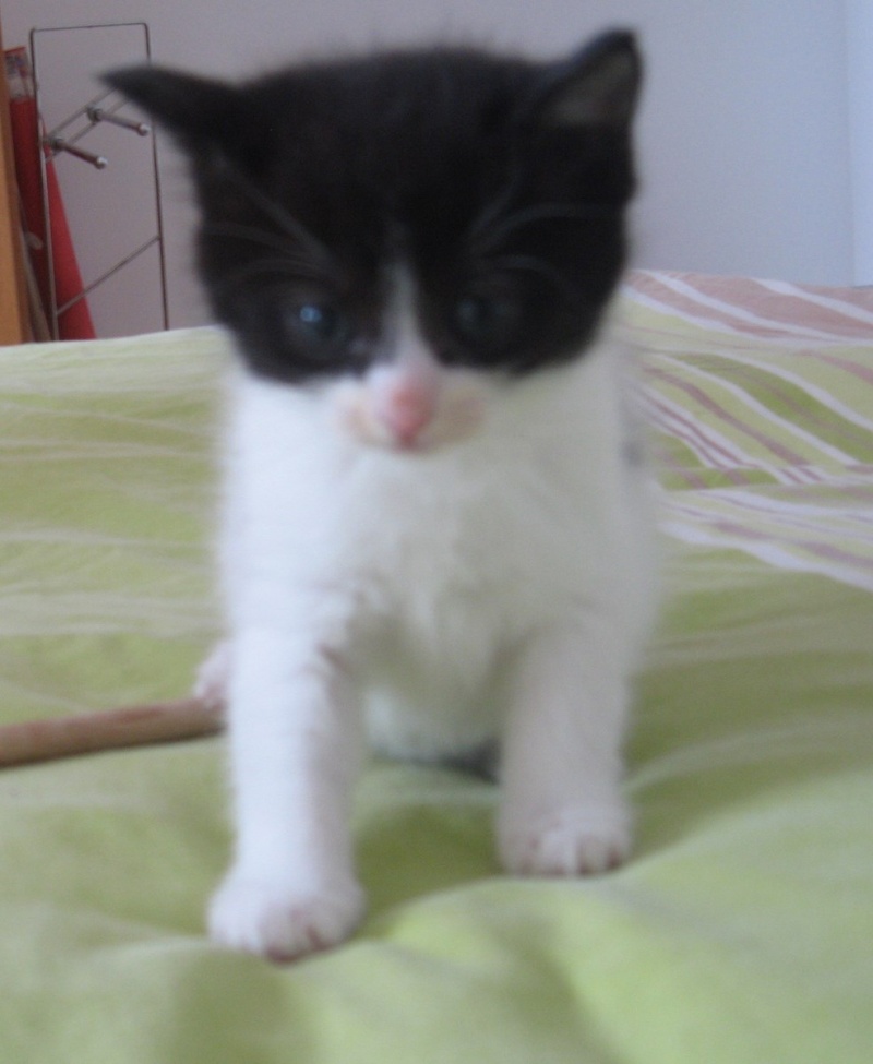 Janice,chaton femelle née le 20 mars adoptée 10_mai15