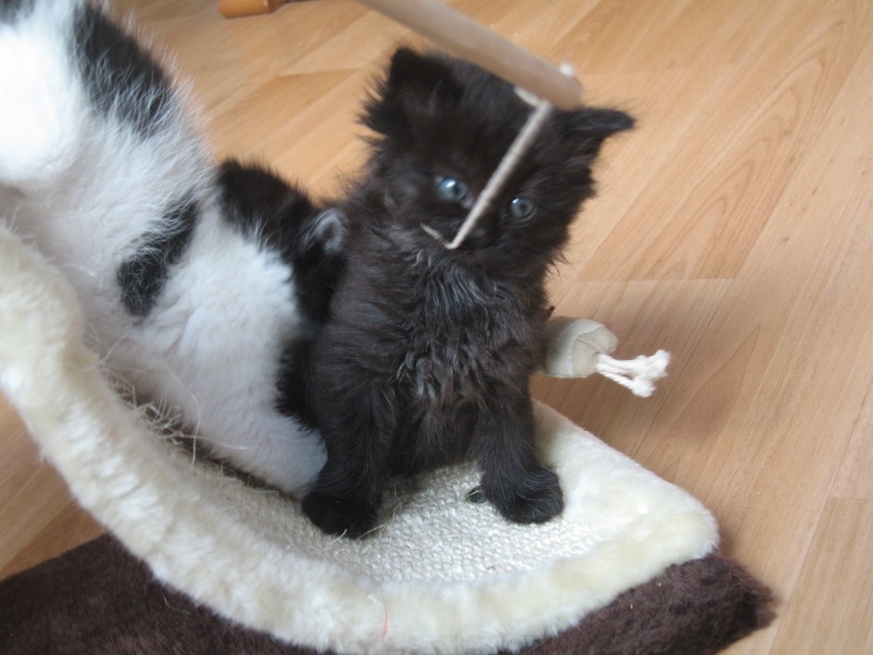 Jingle,chaton angora mâle né le 20 mars  12_mai12