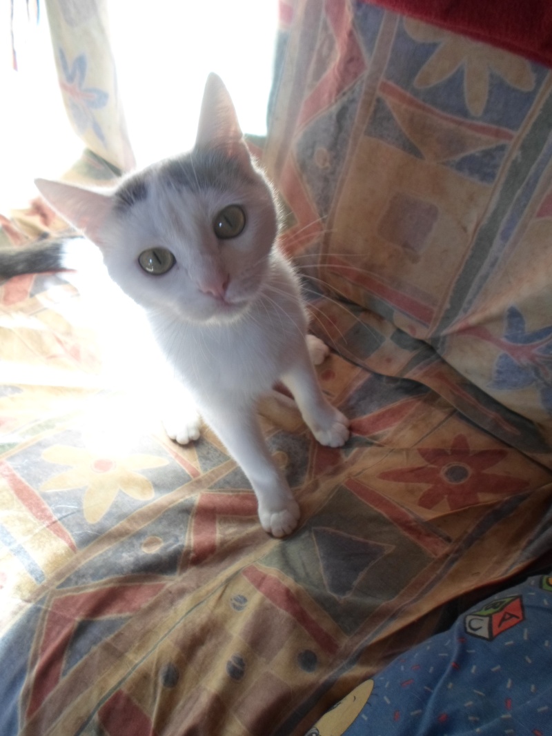 Guimauve chatonne blanche avec quelques touches bleues Sam_1811