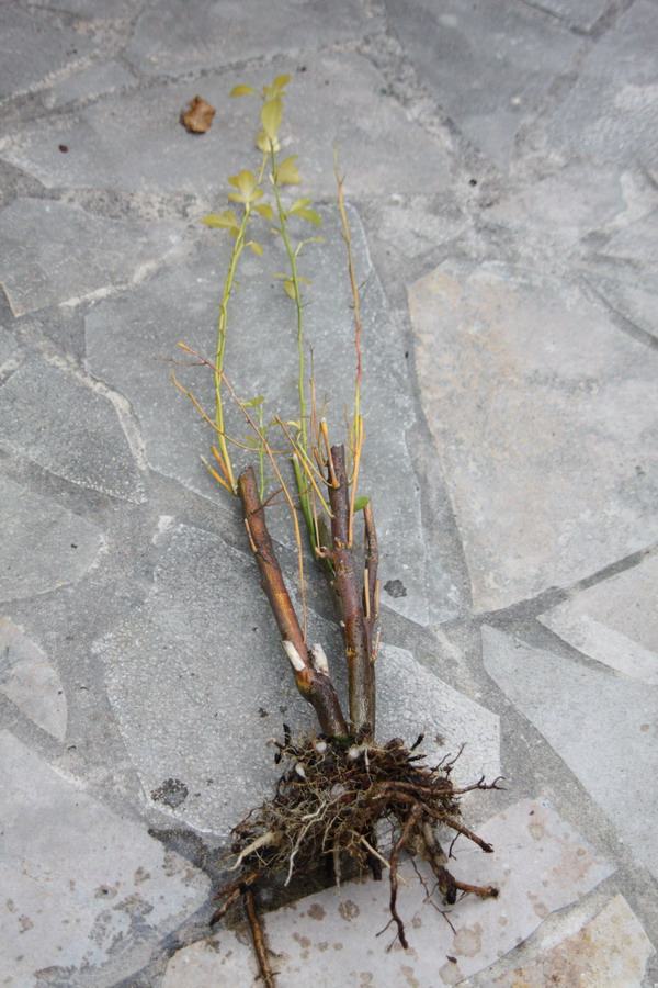Poncirus trifoliata [identification] Citron10