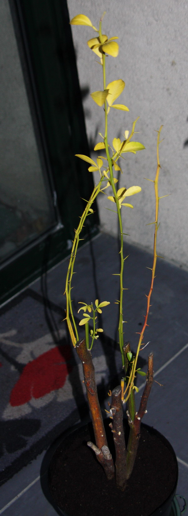 Poncirus trifoliata [identification] Citron12