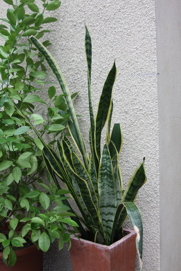 Sansevieria - généralités, conseils, identifications... Img_0215