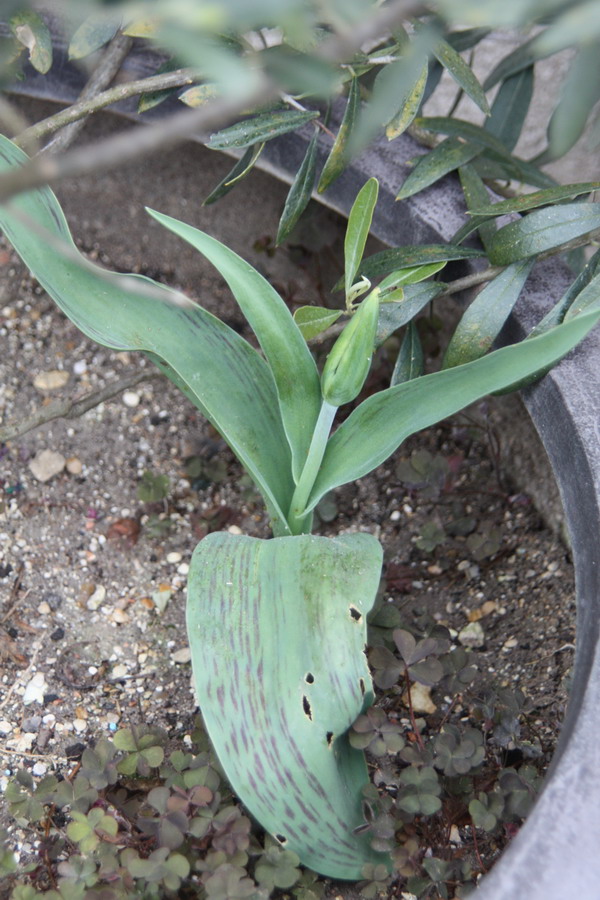 Tulipa greigii [identification à confirmer] Img_0823