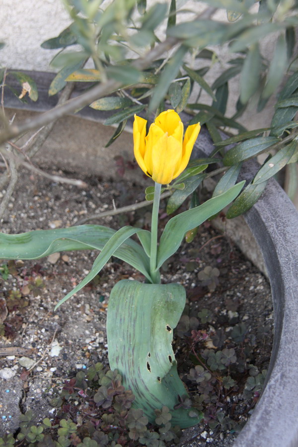 Tulipa greigii [identification à confirmer] Img_0829