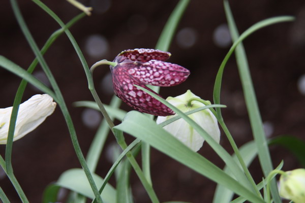 Les petites fritilaires Img_0919