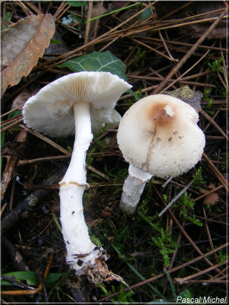 Lepiota ignivolvata (Lépiote à base rouge) Lepiot10